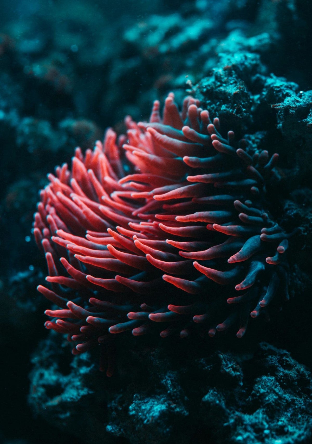 Petal Scale