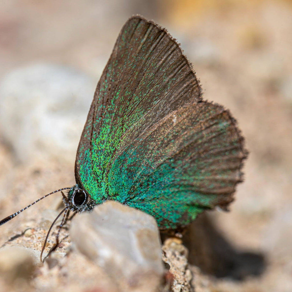 Emerald Wing