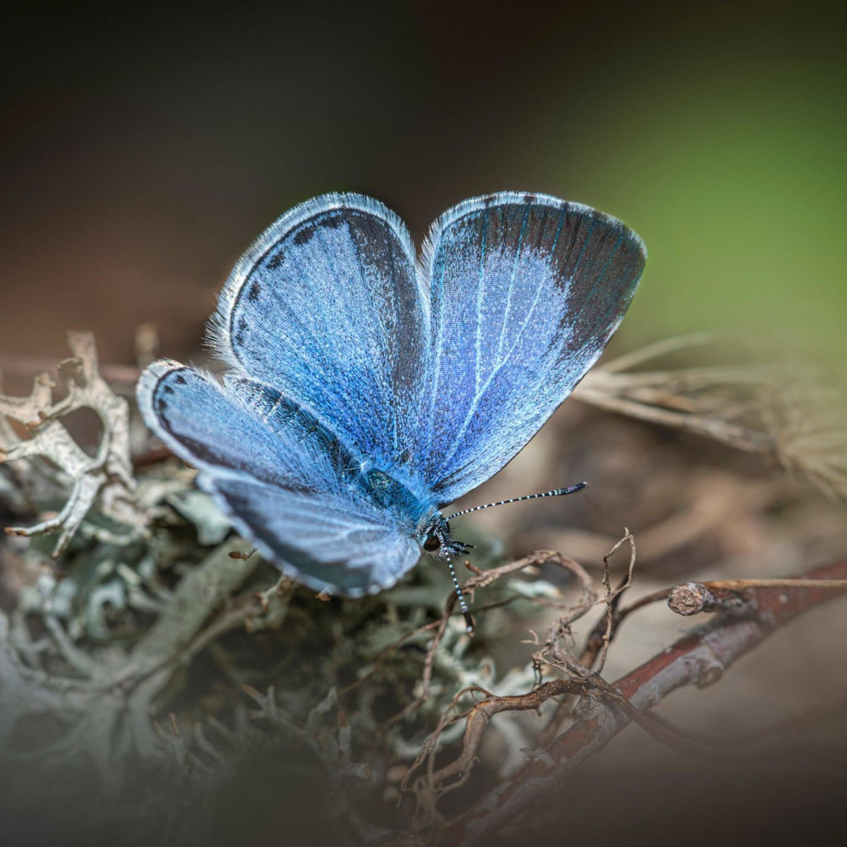 Dewdrop Wing