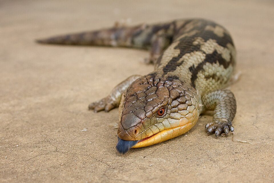 Blue Tongue Lizard