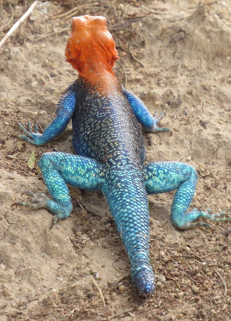 Red Headed rock agama Lizard