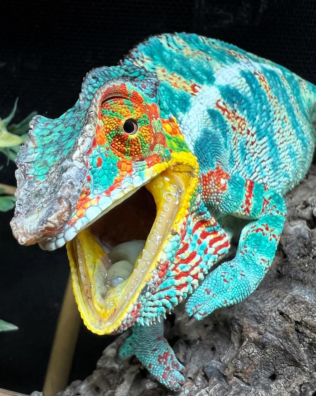 Panther Chameleon