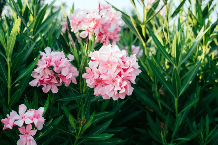 Oleander