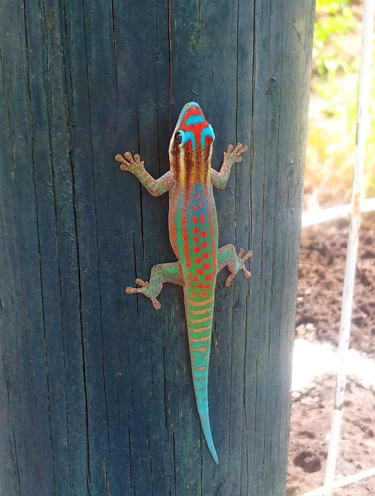Gecko