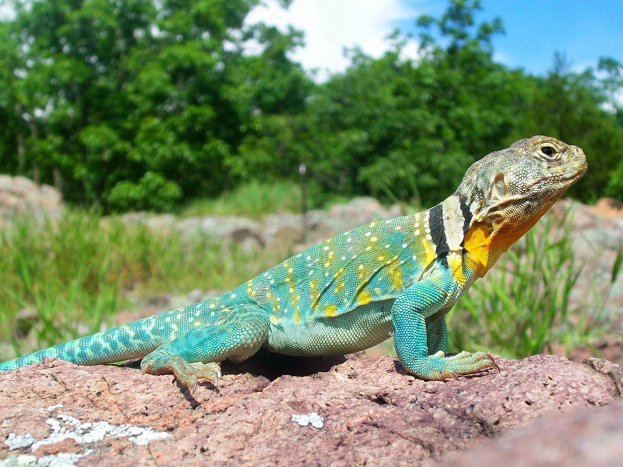 Eastern Collared Lizard