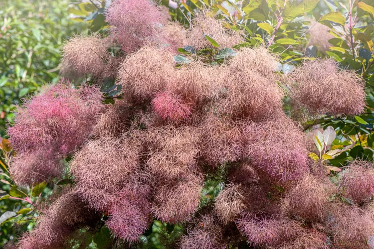 Smoke bush