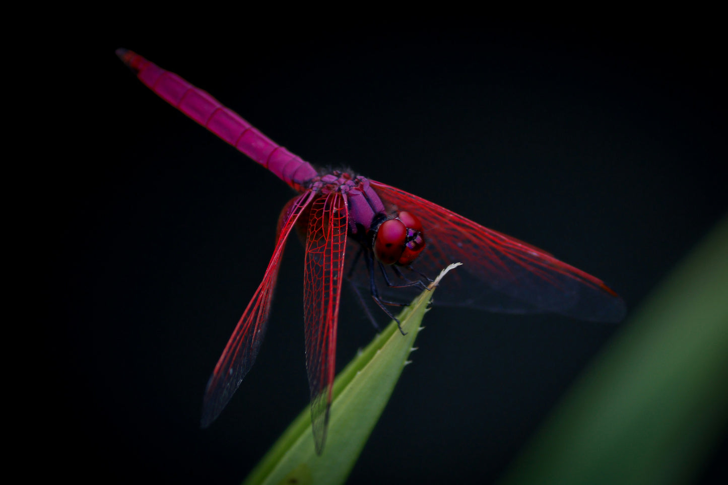 Rose Wing
