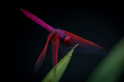 Rose Wing