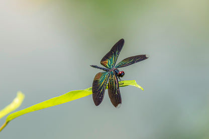 Butterfly Flutter (Japan)