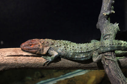 Guyana Caiman Lizard