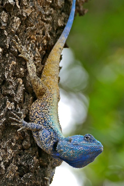 Blue Throated Lizard