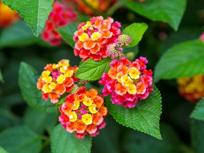 Firecracker bloom