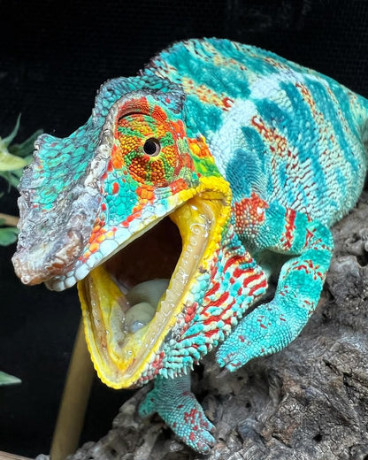 Madagascar Panther chameleon
