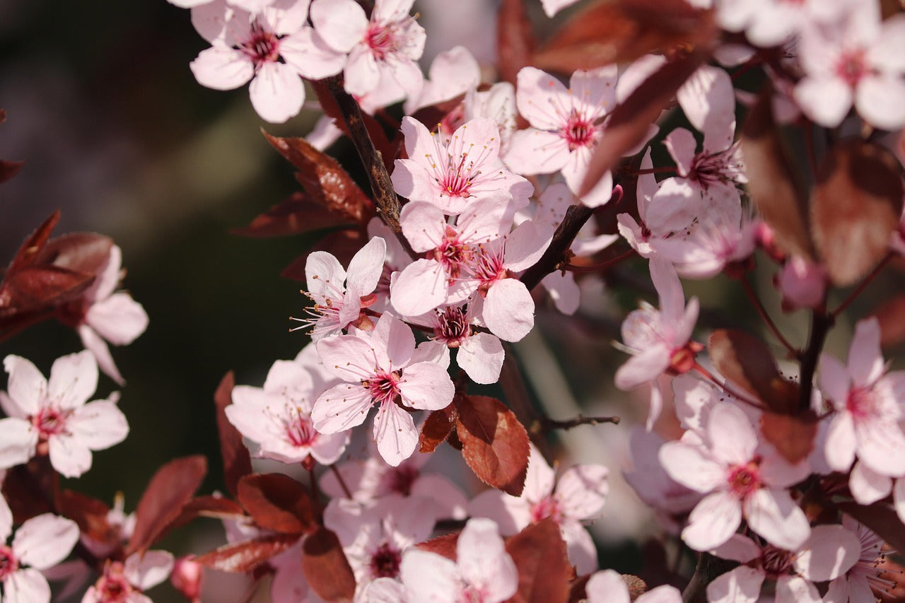 Cherry Blossom
