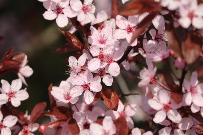 Cherry Blossom