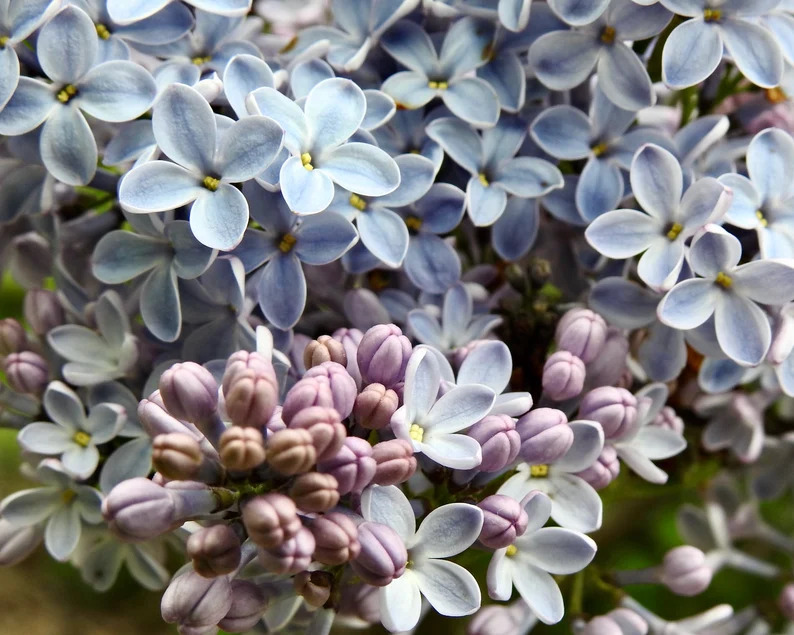 Mountain bloom