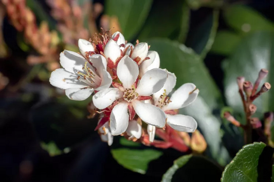 Indian Hawthorne