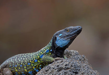 Gallotl lizard